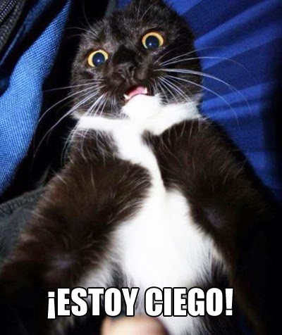 Lolcat (meme): gato gritando que está ciego | Ximinia