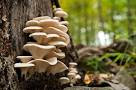 Cultivation of oyster mushroom in hindi