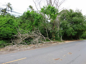 Old tree knocked over