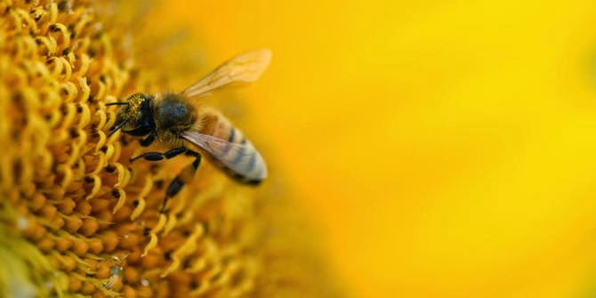 Belajar 6 Cara Dan Tips Sukses Dari Lebah  Cerita 