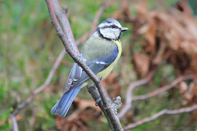 The colorful little Eurasian Blue tit