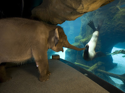 foto de elefantes en acuario 