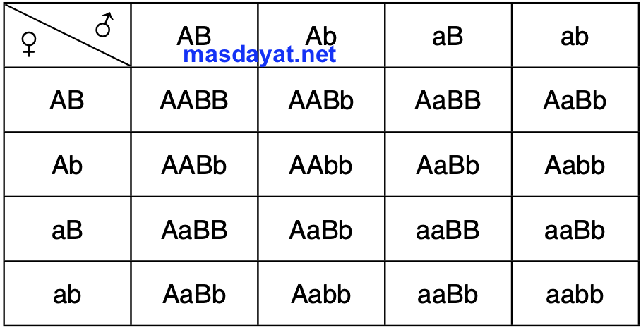 Aabb aabb соотношение генотипов. Решетка Пеннета при дигибридном скрещивании. Независимое наследование решетка Пеннета. Решетка Пеннета для дигибридного скрещивания пустая. Решетка Пеннета полигибридное скрещивание.