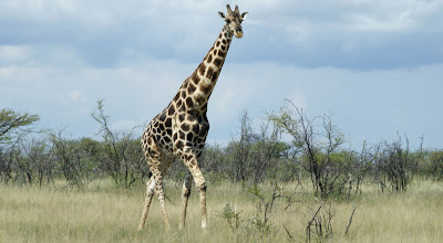 giraff