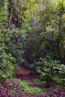 trail through tropical vegetation