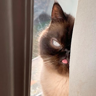 Este lindo gato se está apoderando de Internet con su lengua colgante