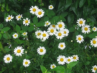 Wild Flowers in Oklahoma