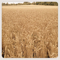 Golden Field we saw on our Fun Family Walk Home