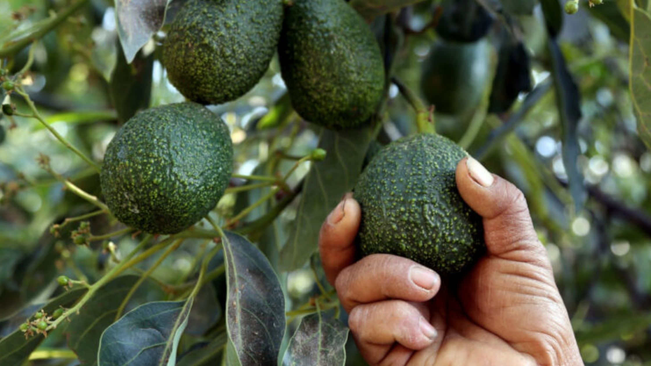 Avocado Farming in Hindi