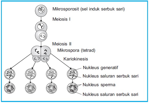 Mikrosporogenesis