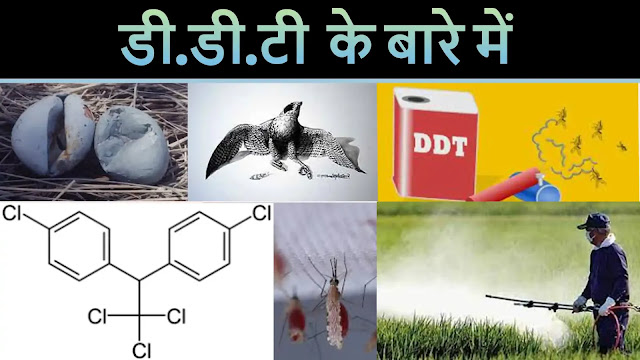 What is the use of DDT ?