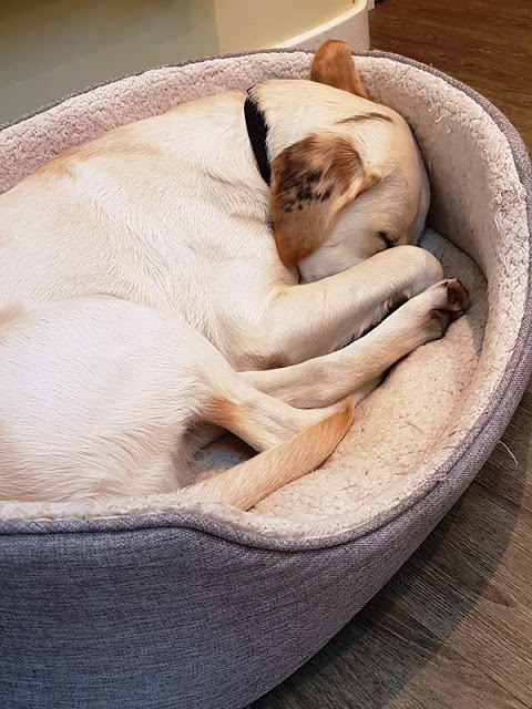 Angus curled up in his bed