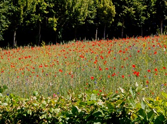 chationnier-poppyfield