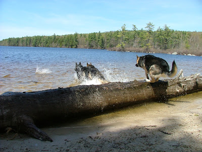 PHOTO #1 OF GERMAN SHEPHERDS CAMEO,COREY AND NIKKI GOING SWIMING