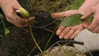 pond plant