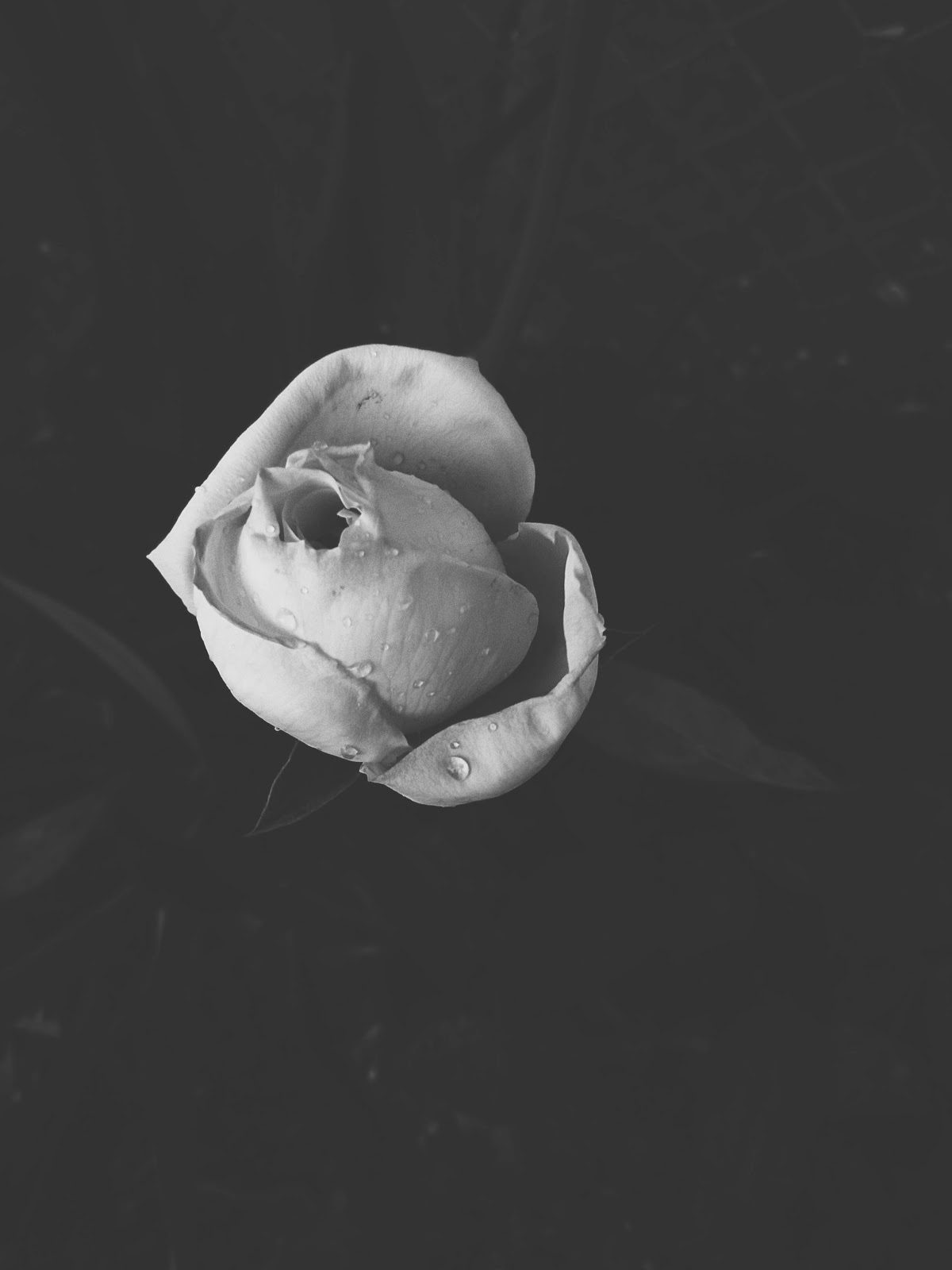 yellow rose // life in black & white series // www.thejoyblog.net