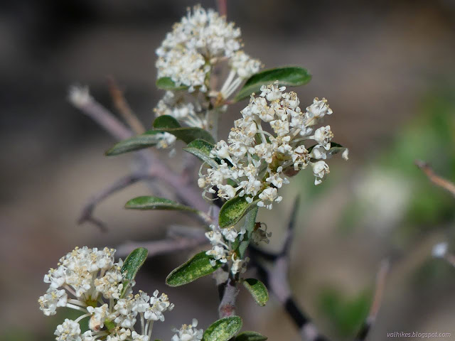 28: white flowers with white spider