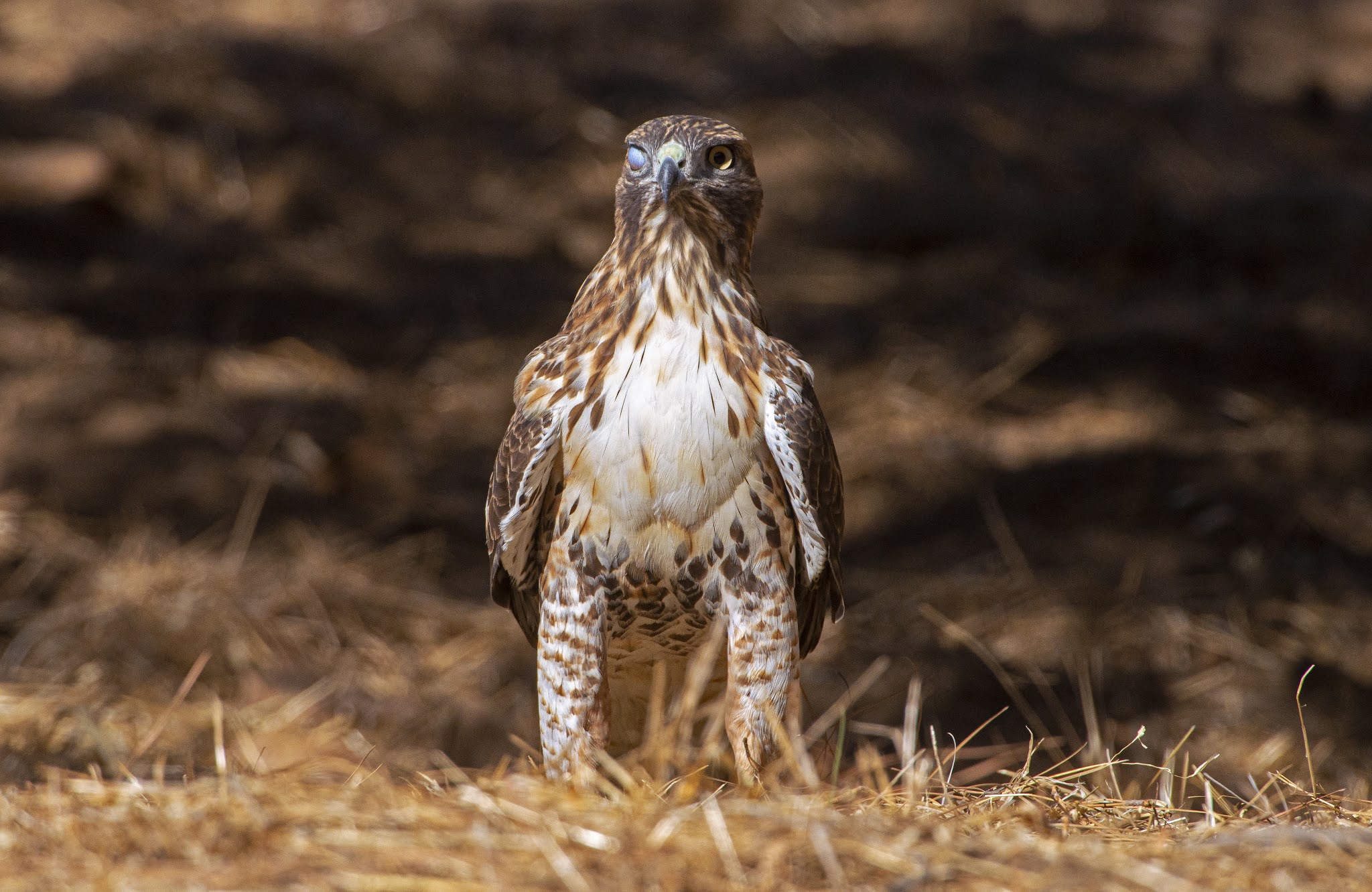 A rare feat: catching a hawk winking!