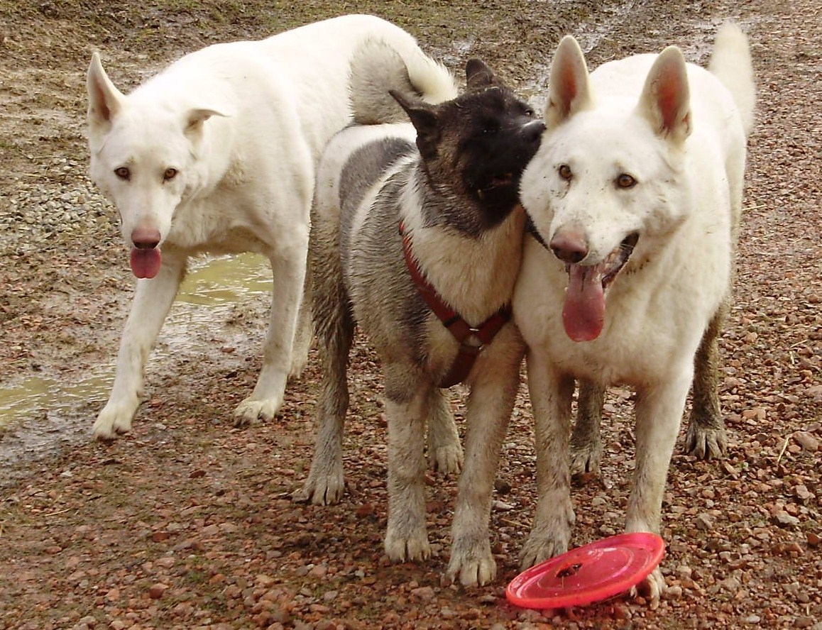 Ohiofarmgirl's Adventures In The Good Land: Mud Puppies