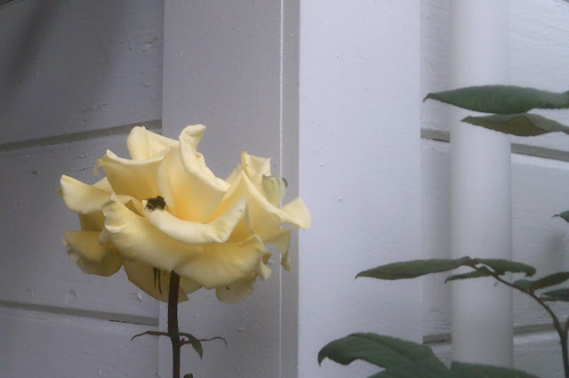 a bee and a butterfly on a yellow rose