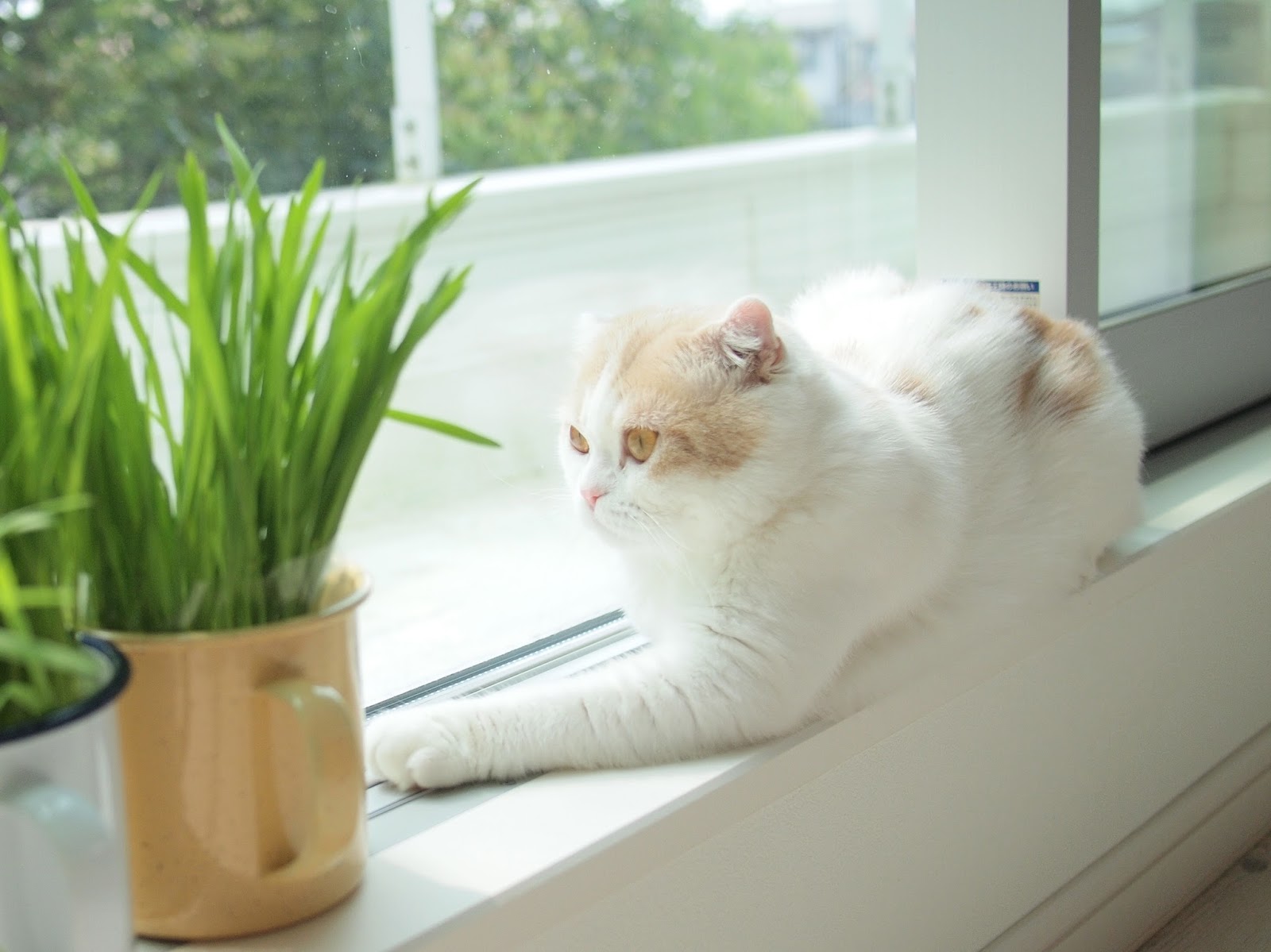 こめおハウス 猫草 買ってみました