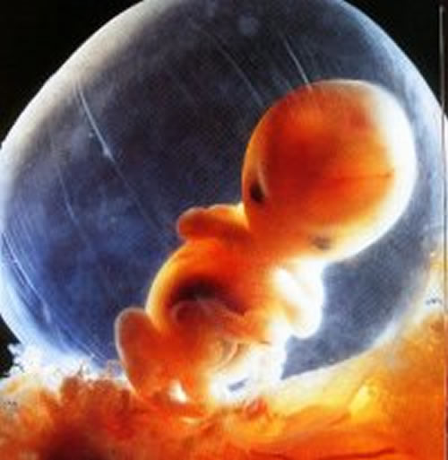 At eight weeks your twins' major organs. Tags:7 At eight weeks your twins' major organs. Tags:7