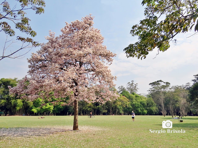 Fotocomposição na Praça da Paz do Parque Ibirapuera com destaque para a árvore florada de Ipê-branco