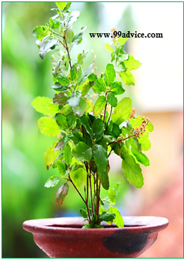धनतेरस से दिवाली के बीच किसी भी दिन घर में लगा लें ये पौधा, मां लक्ष्मी का सदा रहेगा वास
