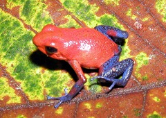 800px-Dendrobates_pumilio