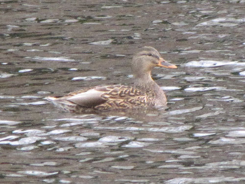 mallard female