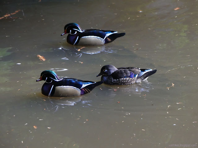 three wood ducks in the water