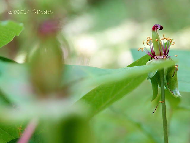 Paeonia japonica