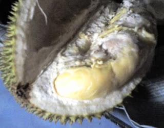 Durian Pekanbaru Manis Berdaging