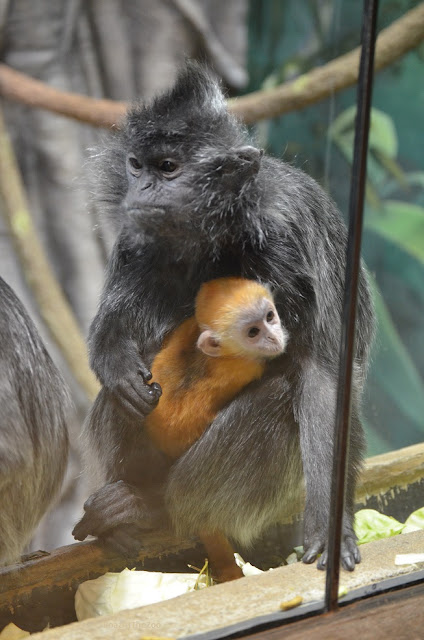 A gray and black silvered langur mom holds her orange baby in her lap.