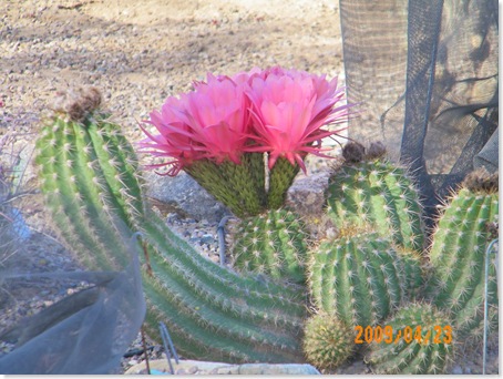Jean Waller's garden