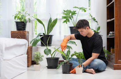 House Plants in Kitchen