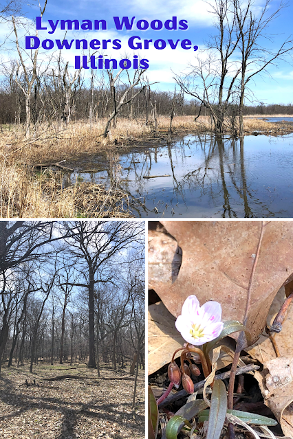 Forest Bathing, Water Views and Spring Blooms at Lyman Woods in Downers Grove, Illinois
