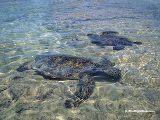 Hawaiian Green sea turtles (Chelonia mydas)