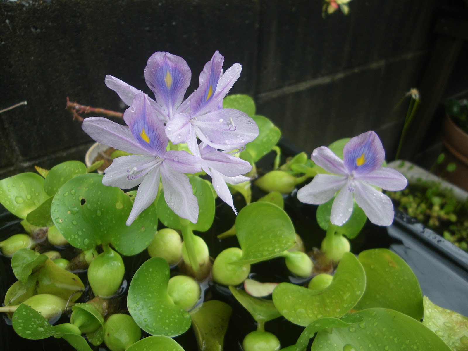梅雨の台風で大雨ですが 今シーズン初のホテイ草の花が咲きました メダカの大工