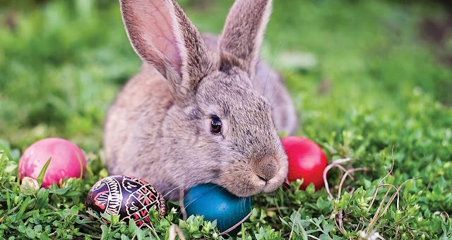 Images of The Easter Bunny