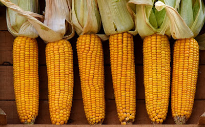 Different varieties of maize