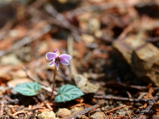 Viola sieboldii