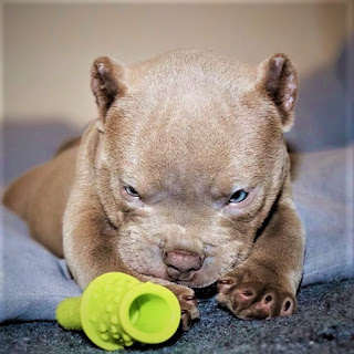American Pitbull Terrier History of American pit bull terrier breeders  In the early 20th century, several wild entertainment shows involving animals, such as bullfighting and bear dogs, were popular in England. It was for such a furious and bloody sport was created a breed of dog’s pit bull terrier.  In 1935, this type of entertainment was considered inhumane and harmful to society, as a result of which it was banned at the legislative level. However, in place of one forbidden bloody entertainment immediately created another - dogfights, where the breed pit bull terrier also gained huge fame. This is not surprising - powerful jaws, strong muscular body, great endurance, and excellent reaction, wonderful instincts, and fearlessness - all these qualities have made history with the pit bull terrier.  Also, an important feature of pit bull terriers is the reluctance to bite people, which plays a huge role in dog fights. Trainers need from time to time to separate the animals, and with a minimal chance of self-harm - a pit bull terrier in this regard is probably the safest dog. Although, of course, with due diligence, it is possible to train it for security functions, including the attack on a person (usually for protection purposes).    After these dogs were brought to America, they began to perform just security functions, to protect homes and livestock. And local American breeders have grown a larger variety of breeds than the British. In 1898, UKC, the British equivalent of the American AKC, named these dogs an American pit bull terrier. The ACC decided to recognize the breed in the early 1930s but under a different name.  In order to separate them from the cruel past - bloody battles, the AKS called the breed an American Staffordshire terrier. Since then, the American Staffordshire Terrier has been bred for AKC conformation or dog shows. Differences in the structure of the body and personality of the American pit bull terrier and the American Staffordshire Terrier are very small because, in fact, it is the same breed.  Characteristics of the breed  Popularity                                                           06/10           training                                                               09/10  size                                                                        06/10  mind                                                                     08/10  protection                                                          10/10  Relationships with children                         08/10  dexterity                                                             08/10     Breed information  country  United Kingdom  lifetime  8-12 years old  height  Males: 33-53 cm Suki: 33-53 cm  weight  Males: 31-120 kg Suki: 31-120 kg  Longwool  Short  Color  white, black, gray, spotted  Description  The American pit bull terrier has a muscular, athletic physique, characteristic of dogs of this type. It is a size slightly more than the average, wide, powerful chest, well-developed musculature (especially if the dog undergoes regular training), the average length of the limbs. The pit bull has folded ears that are cupped at an early age, as is the tail. There is a wide variety of colors of this breed.    The personality of American Pitbull terrier red nose  Despite its threatening past and reputation as a ruthless and fearless fighter, the breed of American pit bull terrier - a wonderful babysitter for children. It would seem that it is hard to believe, but they really have great patience in the relationship with the child, and never show aggression. Especially, female pit bulls were good at this. American pit bull terrier price depends on heath, size, or color.  Despite the fact that these dogs do not like to bite people and do it reluctantly, you can be sure - if anyone wants to offend its owner, the pit bull terrier will do everything to stop the offender, and given his strength, it will be easy. In short, do not try to attack a person with such a dog. It's going to end badly. First of all - for the striker. American pit bull terrier puppies look very beautiful.  The owner should make an effort to properly educate the pit bull terrier, here you need to be strict, but fair. Wrong and aggressive education can lead to disturbances of the animal's psyche and negative consequences for others.  In the circle of his family they are very kind, devoted, and loving dogs, creating strong bonds with their owners. They love to walk, need physical and intellectual stress, which means you will need to provide the animal with appropriate training and games.  The American pit bull terrier is smart and well understands the man. It is better to "friend" them with cats from an early age. Also, from an early age it is necessary to accustom the dog to obedience, otherwise, it will begin to show innate stubbornness, which is especially pronounced in males.    Teaching  Early socialization is extremely important for these pets because, despite their friendliness, they treat strangers with caution. Also, it is necessary to teach the team and achieve the iron performance of the simplest. First of all, it concerns the teams to stop the attack, as the pit bull sometimes likes to get into a fight with another dog. If you do not have enough education to stop the dog will be difficult, and in such cases sometimes every second counts.  When training and training, it is important to always maintain emotional contact with the dog, so that it understands the essence and importance of what is happening. Be sure to encourage its success, if the teams are not fulfilled do not need to shout - just be patient and persevere.  Care of Pitbull   Since these are short-haired dogs, you will not have a problem with care in this regard. Be sure to monitor the cleanliness of the ears and eyes, in time to prune the claws, and bathe the pet at least once a week.  Common Diseases in Pitbull Dogs  American pit bull terrier, breed, in general, characterized by strong health, good immunity, and excellent metabolism. However, there is a small percentage of dogs that are prone to heart disease, with the most commonly manifested aortic stenosis.  Beautiful pictures/photos of pitbull dog breed