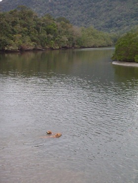 FDS Ecaologico 8 (124)