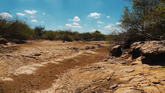 Caatinga