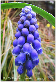 blue Muscari flower