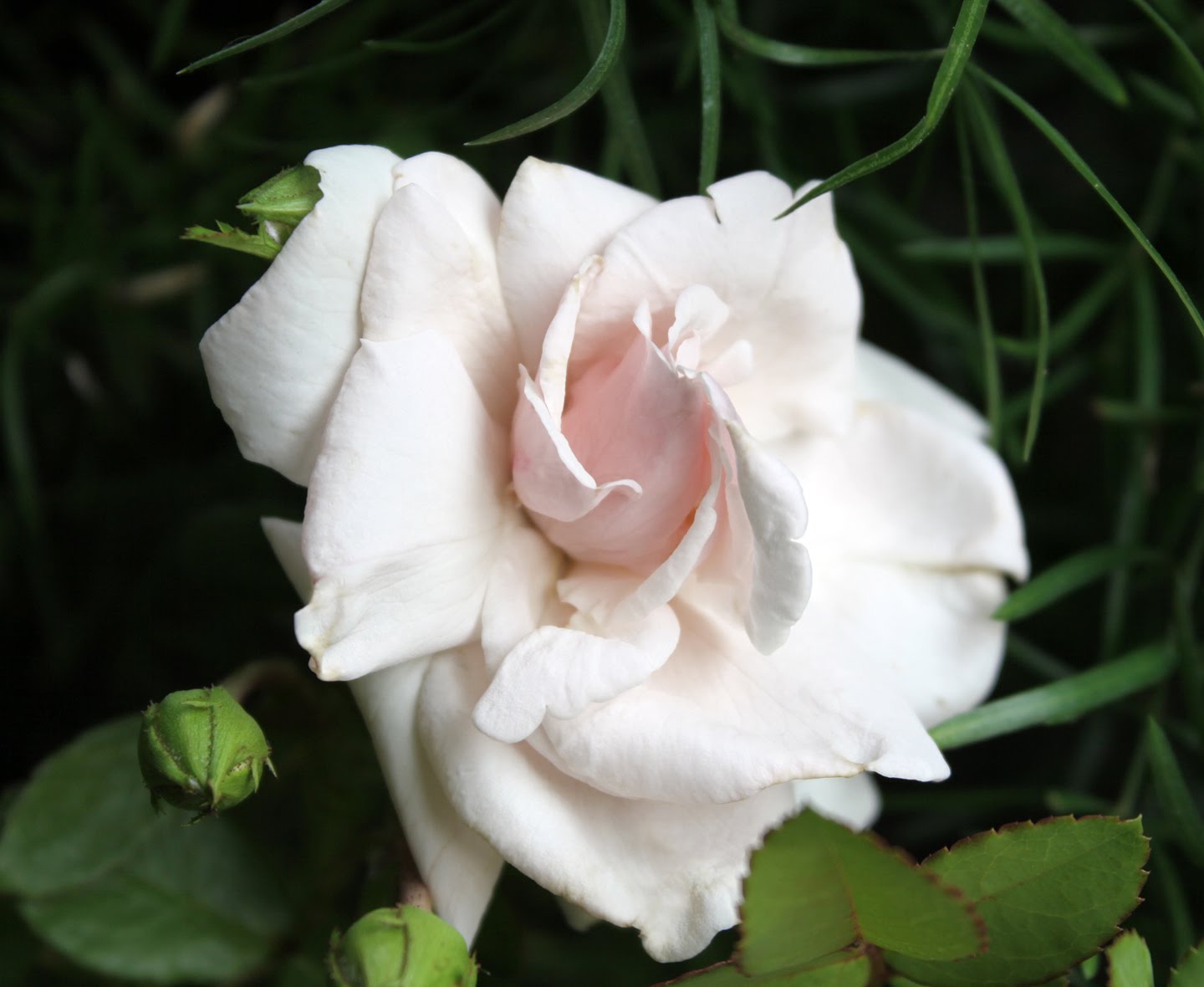 Southern Lagniappe: Why Roses Have Thorns