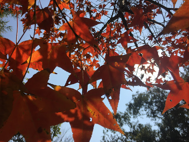 maple trees, Lingyin Temple, hsinchu, taiwan