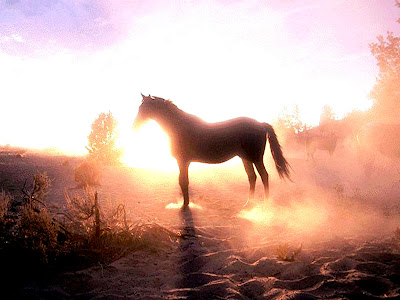 horse wallpaper wild. Horses Wallpapers