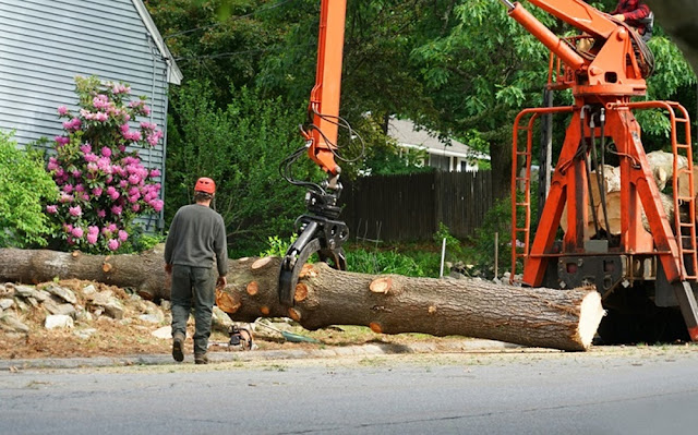 Get a Ravishing Look of Your House with Well-Trimmed Trees